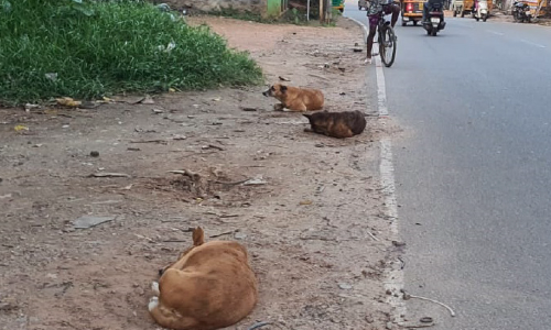 ബാലരാമപുരത്ത് തെരുവുനായ്​ ശല്യം രൂക്ഷം