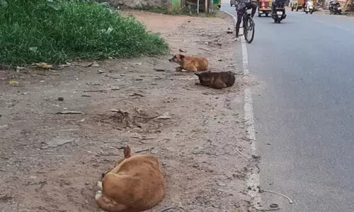 ബാലരാമപുരത്ത് തെരുവുനായ് ശല്യം രൂക്ഷം ബാലരാമപുരത്ത് തെരുവുനായ് ശല്യം രൂക്ഷം