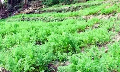 ഹരിതരശ്മി തിളങ്ങുന്നു; വട്ടവടയിൽ വൻ വിളവെടുപ്പ്