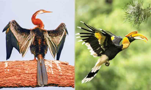 അട്ടപ്പാടിയിലുള്ളത് വംശനാശ ഭീഷണി നേരിടുന്ന 238 ഇനം പക്ഷികൾ