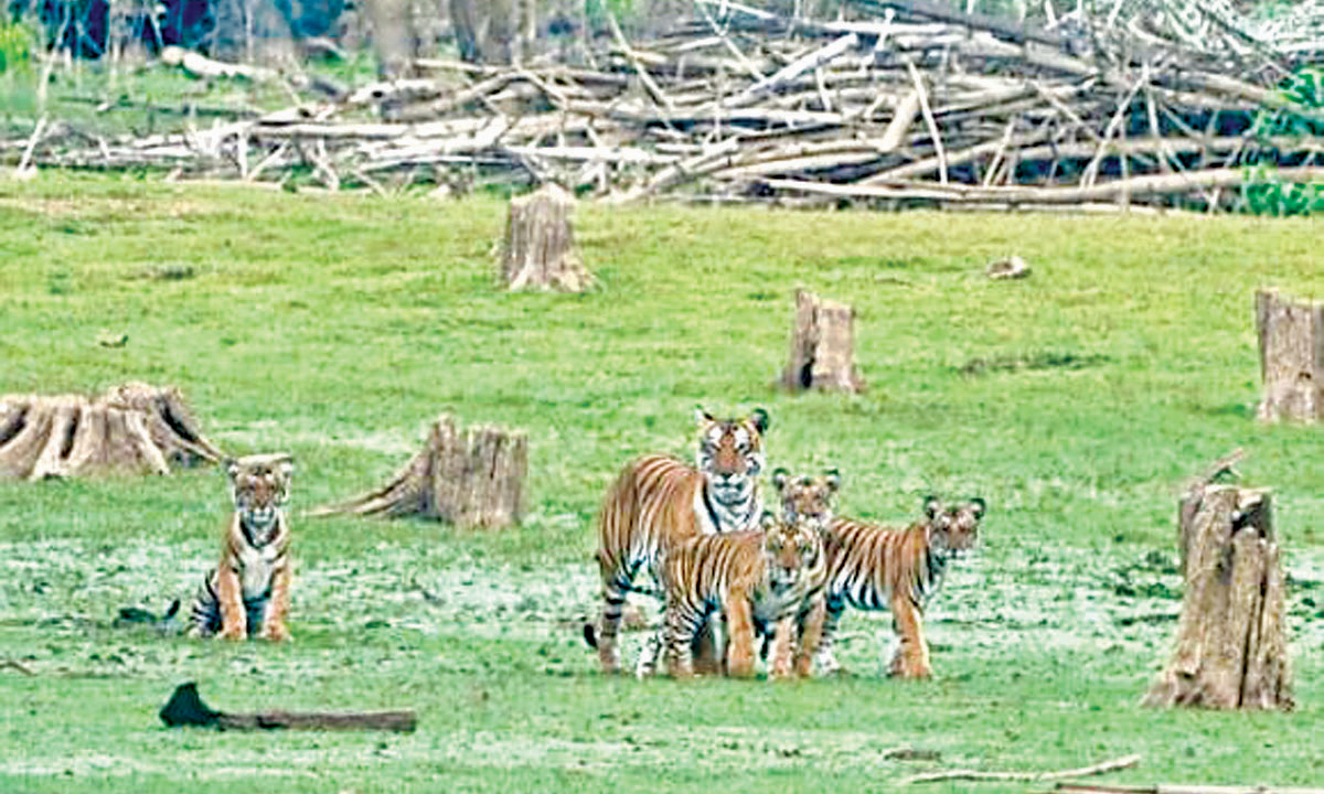 കബനിയിൽ വീണ്ടും കാമറക്ക് വിരുന്നായി കടുവയും നാലു കുഞ്ഞുങ്ങളും