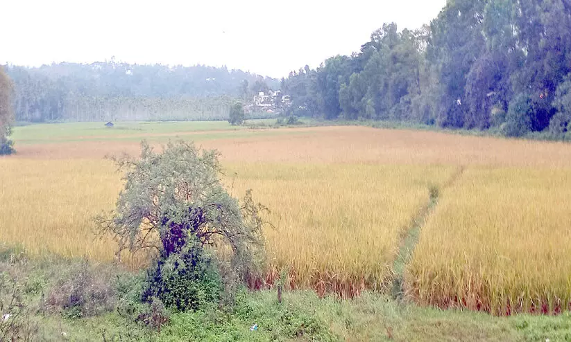 വയനാട്ടിൽ വ്യാപക മഴ തുടരുന്നു; ദുരിതത്തിലായി കർഷകർ