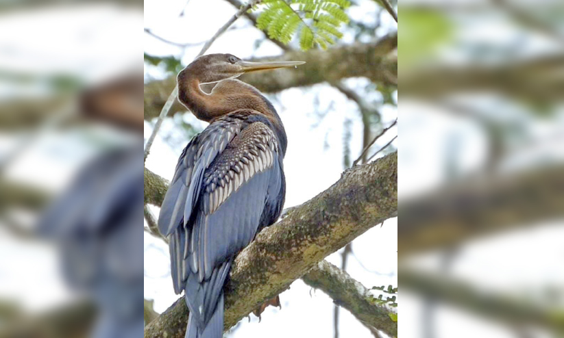 മലയോരത്തിന്റെ സൗന്ദര്യം നുകരാൻ ഡാർട്ടർ പക്ഷിയെത്തി