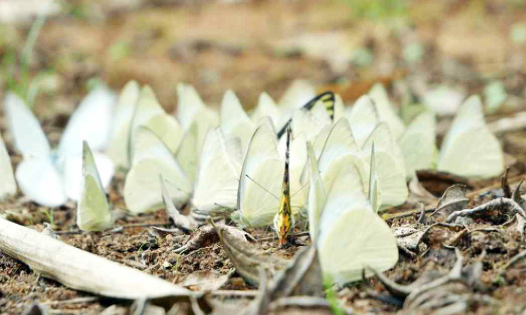 കാഴ്ചയുടെ വസന്തമൊരുക്കി ശലഭ ദേശാടനം