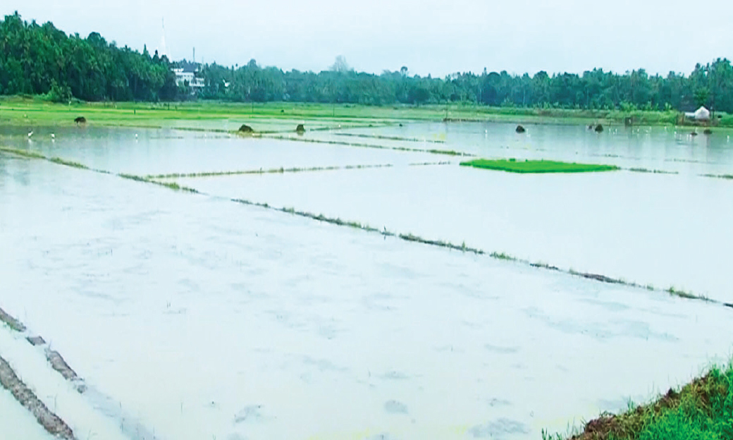 ദുരിത മഴ; പെ​രു​ങ്കു​ളം പ​ട​വി​ൽ 75 ഏക്കർ നെൽകൃഷി മുങ്ങി നശിച്ചു അന്തിക്കാട് കോൾപടവ് മുങ്ങി