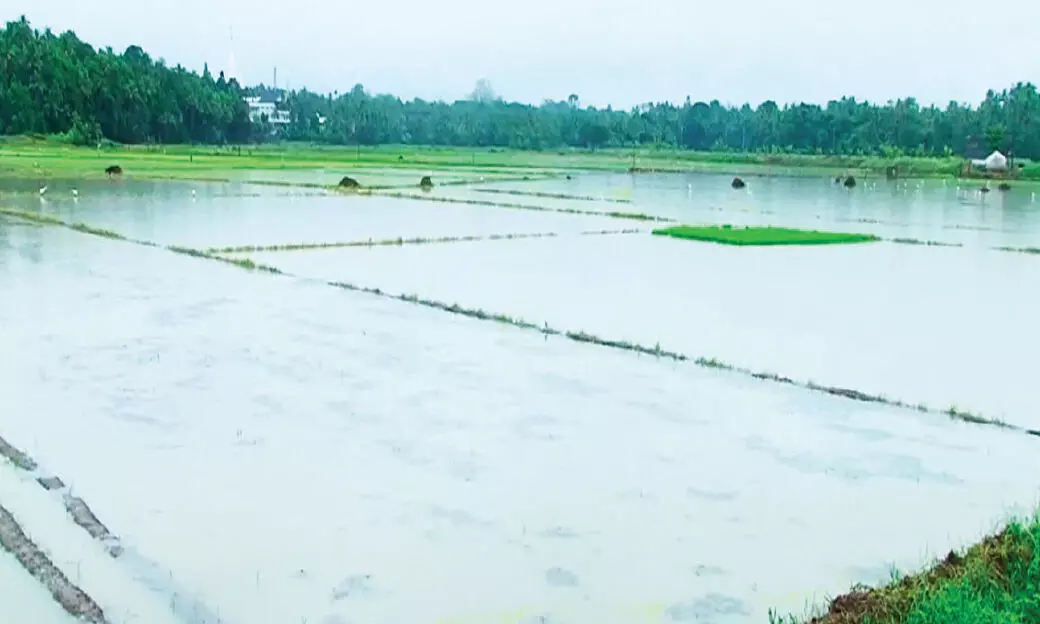 ദുരിത മഴ; പെ​രു​ങ്കു​ളം പ​ട​വി​ൽ 75 ഏക്കർ നെൽകൃഷി മുങ്ങി നശിച്ചു അന്തിക്കാട് കോൾപടവ് മുങ്ങി