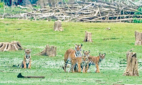കബനിയിൽ വീണ്ടും കാമറക്ക് വിരുന്നായി കടുവയും നാലു കുഞ്ഞുങ്ങളും