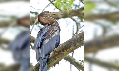 മലയോരത്തിന്റെ സൗന്ദര്യം നുകരാൻ ഡാർട്ടർ പക്ഷിയെത്തി