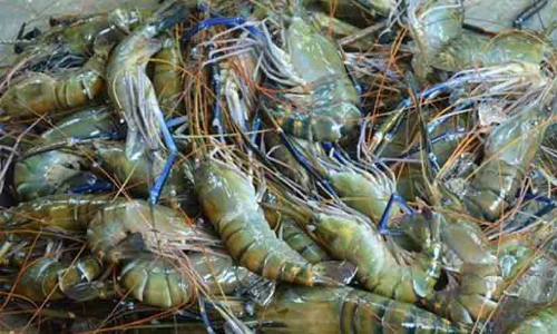 ചെമ്മീൻ തൊഴിലാളികളുടെ വേതനം: രണ്ടുതട്ടിൽ ഷെഡ് ഉടമകൾ ചെമ്മീൻ തൊഴിലാളികളുടെ വേതനം: രണ്ടുതട്ടിൽ ഷെഡ് ഉടമകൾ