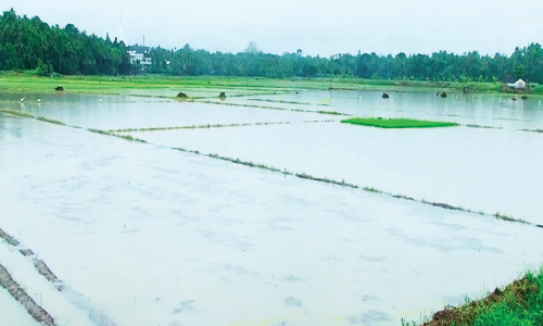 ദുരിത മഴ; പെ​രു​ങ്കു​ളം പ​ട​വി​ൽ 75 ഏക്കർ നെൽകൃഷി മുങ്ങി നശിച്ചു അന്തിക്കാട് കോൾപടവ് മുങ്ങി