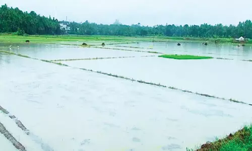 ദുരിത മഴ; പെ​രു​ങ്കു​ളം പ​ട​വി​ൽ 75 ഏക്കർ നെൽകൃഷി മുങ്ങി നശിച്ചു അന്തിക്കാട് കോൾപടവ് മുങ്ങി