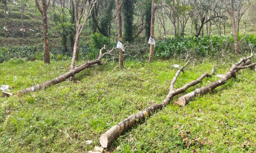 മ​ത്സ്യ വി​ത്തു​ല്‍പാ​ദ​ന കേ​ന്ദ്രം വി​ക​സ​നം; റ​ബര്‍ മ​രം മു​റി​ക്കാ​നു​ള്ള ശ്ര​മം ത​ട​ഞ്ഞ് ആ​ര്‍.​പി.​എ​ല്‍ അ​ധി​കൃ​ത​ര്‍