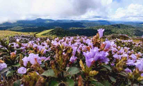 നീ​ല​ക്കു​റി​ഞ്ഞി പൂക്കുന്ന കള്ളിപ്പാറയെ നിയന്ത്രണത്തിലാക്കാൻ വനം വകുപ്പ്