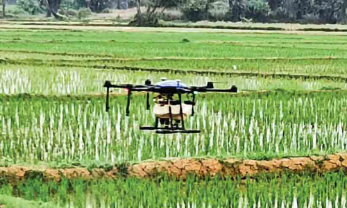 നെല്ലിന് പുഴുക്കേട്; ഡ്രോണിന്‍റെ സഹായം തേടി കർഷകർ