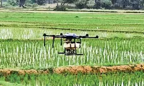 നെല്ലിന് പുഴുക്കേട്; ഡ്രോണിന്‍റെ സഹായം തേടി കർഷകർ