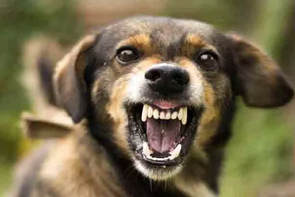 ബീച്ചിലെത്തിയവർക്ക് നായുടെ കടി; ഉടമകളായ പെൺകുട്ടികൾ പിടിയിൽ ബീച്ചിലെത്തിയവർക്ക് നായുടെ കടി; ഉടമകളായ പെൺകുട്ടികൾ പിടിയിൽ