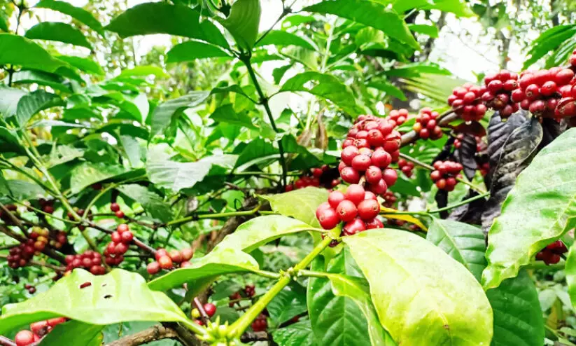 coffee growers wayanad in crisis due to climate change coffee growers wayanad in crisis due to climate change