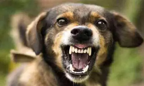 ബീച്ചിലെത്തിയവർക്ക്​ നാ​യുടെ കടി; ഉടമകളായ പെൺകുട്ടികൾ പിടിയിൽ