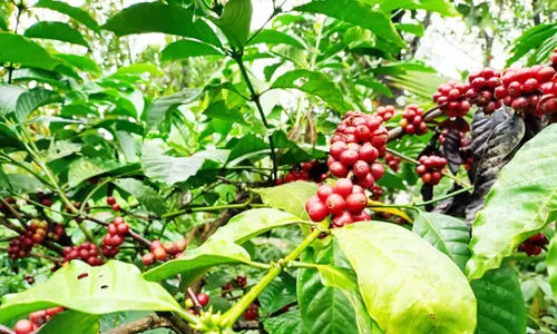 coffee growers wayanad in crisis due to climate change