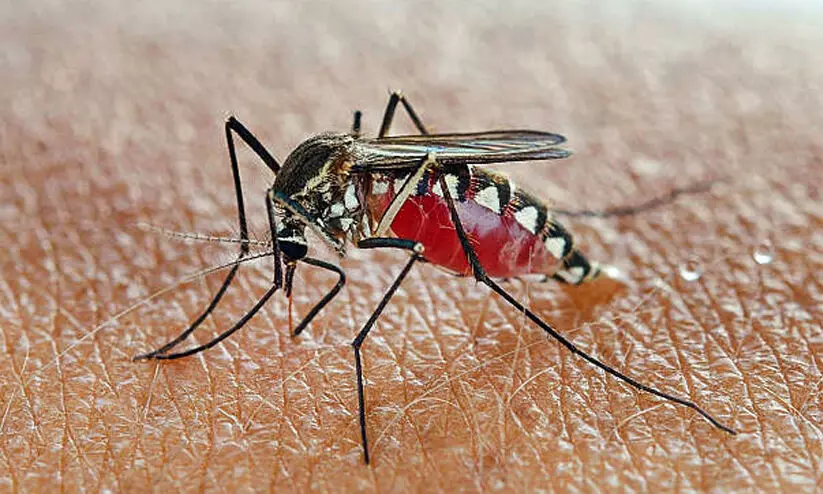 ജാഗ്രത!; കാസർകോട് അതിഥിത്തൊഴിലാളികളില് മന്തുരോഗം വർധിക്കുന്നു ജാഗ്രത!; കാസർകോട് അതിഥിത്തൊഴിലാളികളില് മന്തുരോഗം വർധിക്കുന്നു