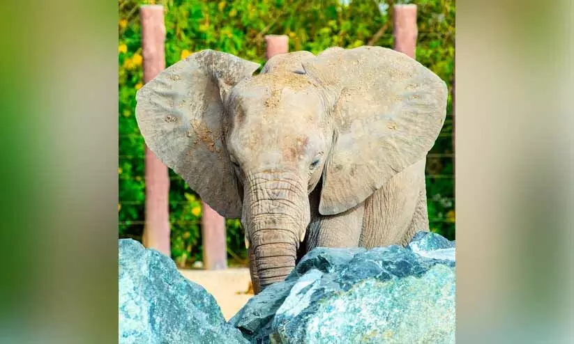 ദുബൈ സഫാരി പാർക്കിന് അഞ്ചുവയസ്സ് ദുബൈ സഫാരി പാർക്കിന് അഞ്ചുവയസ്സ്