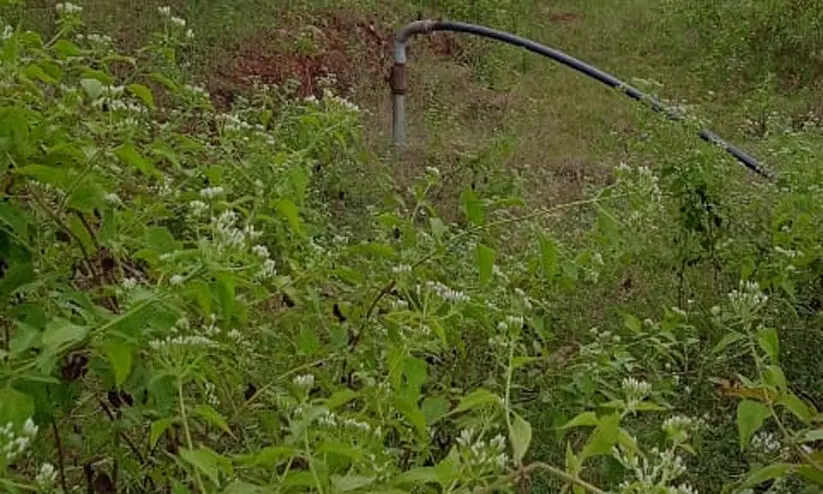 ബഫർ സോൺ: ഉപഗ്രഹ ചിത്രങ്ങൾ വഴി തയാറാക്കിയ പ്രാഥമിക റിപ്പോർട്ട് പ്രസിദ്ധീകരിച്ചു ബഫർ സോൺ: ഉപഗ്രഹ ചിത്രങ്ങൾ വഴി തയാറാക്കിയ പ്രാഥമിക റിപ്പോർട്ട് പ്രസിദ്ധീകരിച്ചു