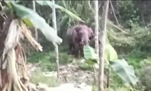 സൗരോര്‍ജ വേലി മറികടന്നെത്തിയ കാട്ടാന കൃഷി നശിപ്പിച്ചു