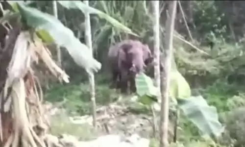 സൗരോര്‍ജ വേലി മറികടന്നെത്തിയ കാട്ടാന കൃഷി നശിപ്പിച്ചു