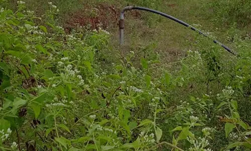 ബഫർ സോൺ: ഉപഗ്രഹ ചിത്രങ്ങൾ വഴി തയാറാക്കിയ പ്രാഥമിക റിപ്പോർട്ട് പ്രസിദ്ധീകരിച്ചു ബഫർ സോൺ: ഉപഗ്രഹ ചിത്രങ്ങൾ വഴി തയാറാക്കിയ പ്രാഥമിക റിപ്പോർട്ട് പ്രസിദ്ധീകരിച്ചു