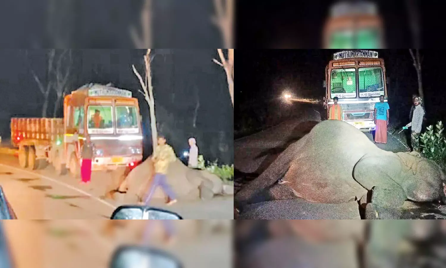 ബന്ദിപ്പൂർ വനപാതയിൽ ചരക്കുലോറിയിടിച്ച് കാട്ടാന ചെരിഞ്ഞു ബന്ദിപ്പൂർ വനപാതയിൽ ചരക്കുലോറിയിടിച്ച് കാട്ടാന ചെരിഞ്ഞു