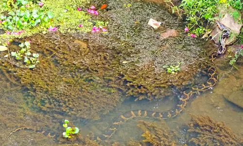 കനോലി കനാലിൽ വീണ്ടും പെരുമ്പാമ്പുകൾ