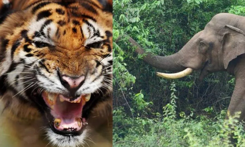 കടുവ-കാട്ടാനഭീഷണി; വനം ദ്രുതകർമസേന സുരക്ഷയൊരുക്കും