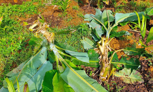 പന്നി ശല്യം; കൃഷി ഉപേക്ഷിക്കാനൊരുങ്ങി കർഷകർ