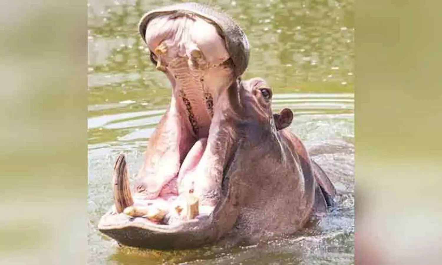 Hippo