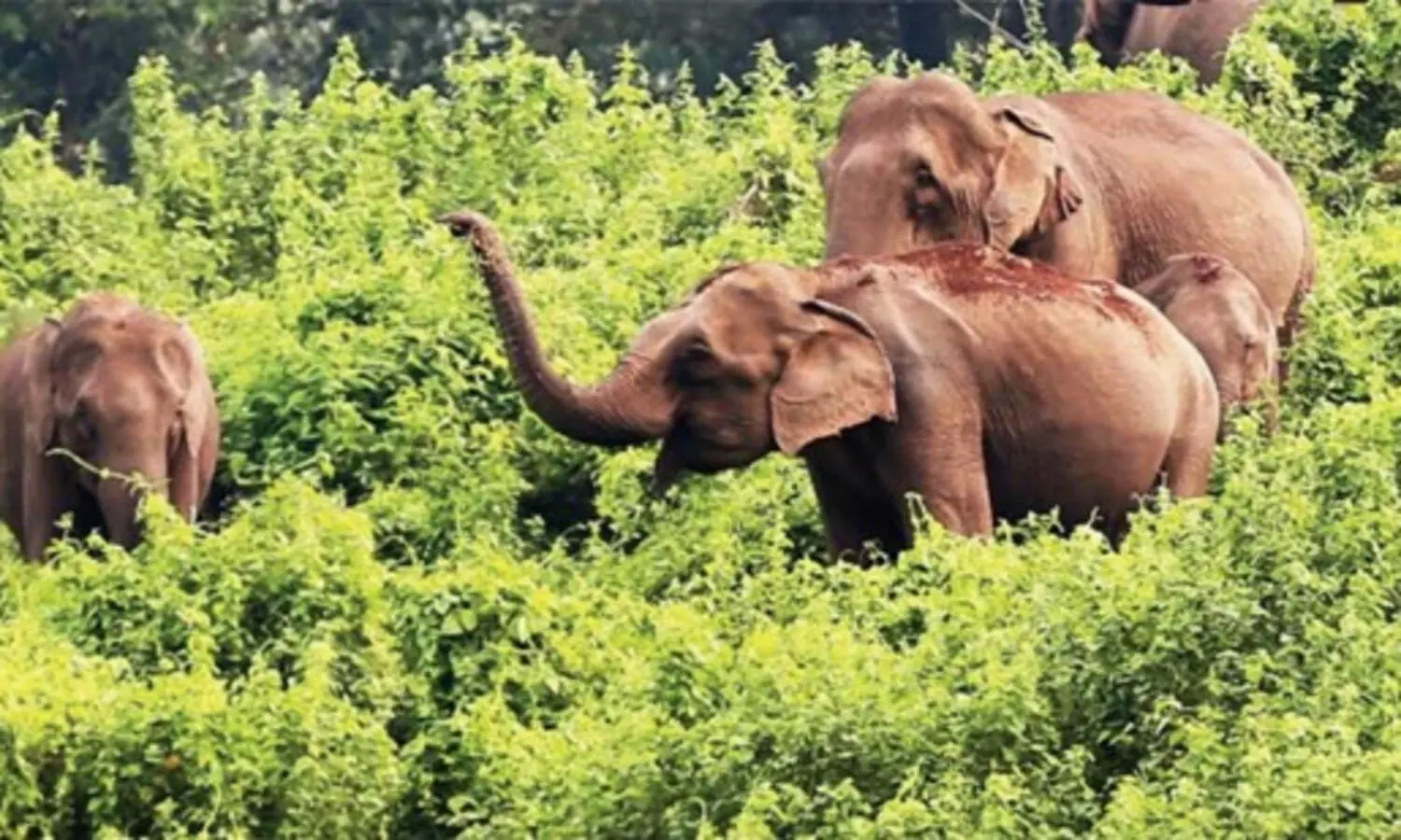 ബഫര്‍സോൺ: ഗ്രൗണ്ട്‌സർവേ അനിവാര്യമെന്ന് ജോസ് കെ. മാണി