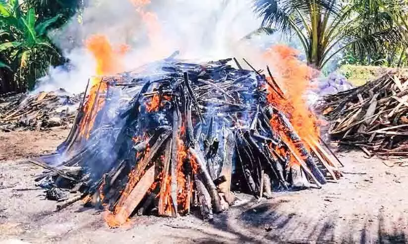 പക്ഷിപ്പനി: 4000 താറാവുകളെ സംസ്കരിച്ചു