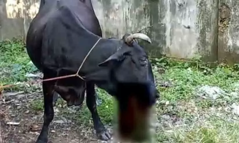 സ്ഫോടനത്തില് പശുവിന്റെ വായ തകര്ന്നു സ്ഫോടനത്തില് പശുവിന്റെ വായ തകര്ന്നു