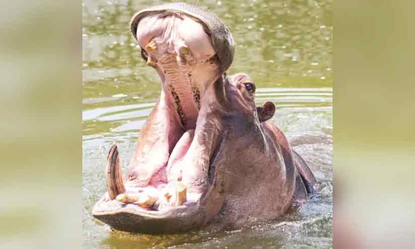Hippo Hippo
