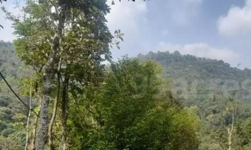 ഏലം ഭൂമിക്ക് പട്ടയം: മുൻ തഹസീൽദാർ തുളസിക്കുഞ്ഞമ്മക്കെതിരെ നടപടി ഏലം ഭൂമിക്ക് പട്ടയം: മുൻ തഹസീൽദാർ തുളസിക്കുഞ്ഞമ്മക്കെതിരെ നടപടി