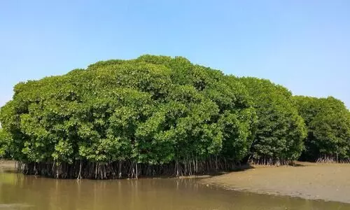 Kadalundy Community Reserve