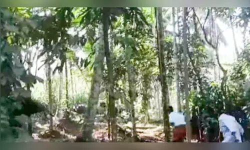 wild buffaloes spread fear