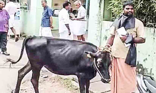 പരാതിയിൽ നടപടിയില്ല; പൊലീസ് സ്റ്റേഷന് മുന്നിൽ പശുവുമായി പ്രതിഷേധം