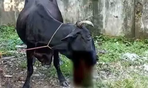 സ്ഫോടനത്തില്‍ പശുവിന്റെ വായ തകര്‍ന്നു