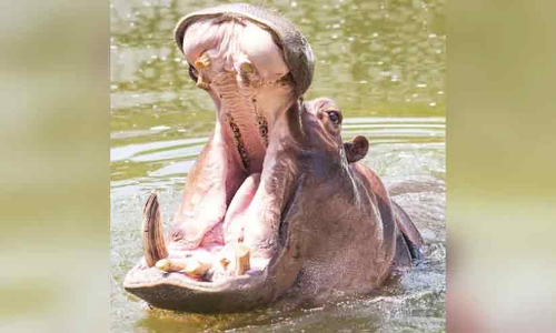 Hippo