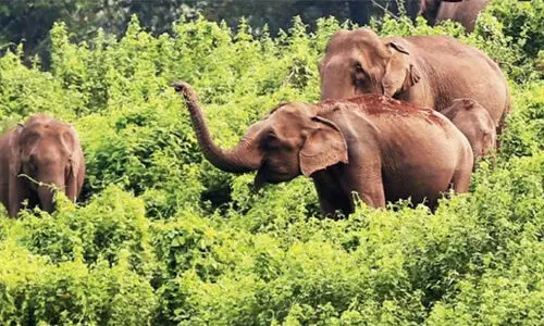 ബഫര്‍സോൺ: ഗ്രൗണ്ട്‌സർവേ അനിവാര്യമെന്ന് ജോസ് കെ. മാണി