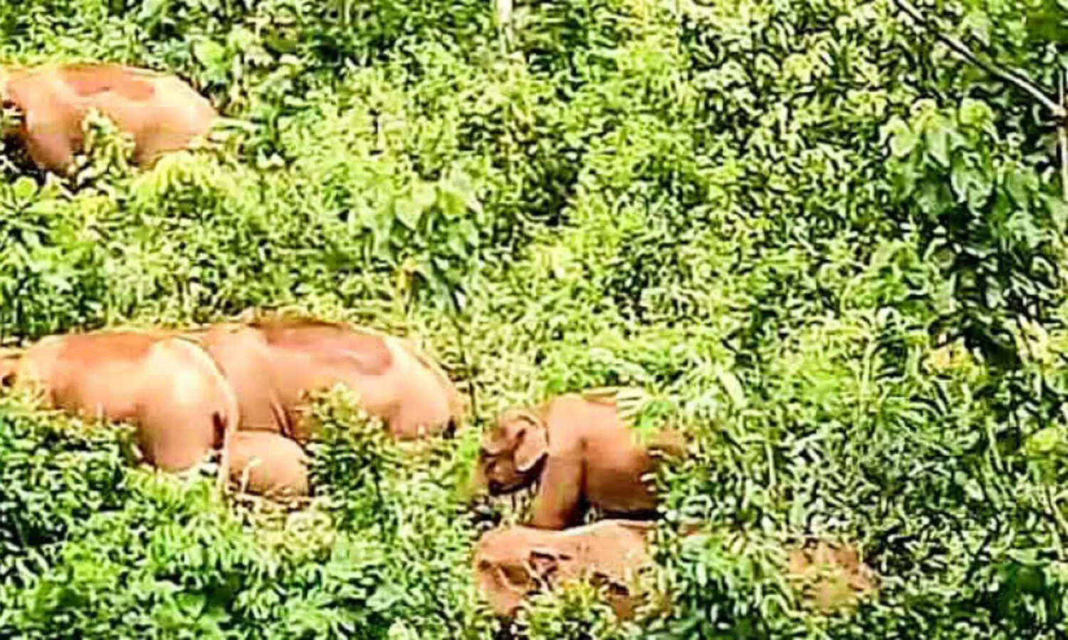 കാ​ട്ടാ​ന​ക്കൂ​ട്ടം