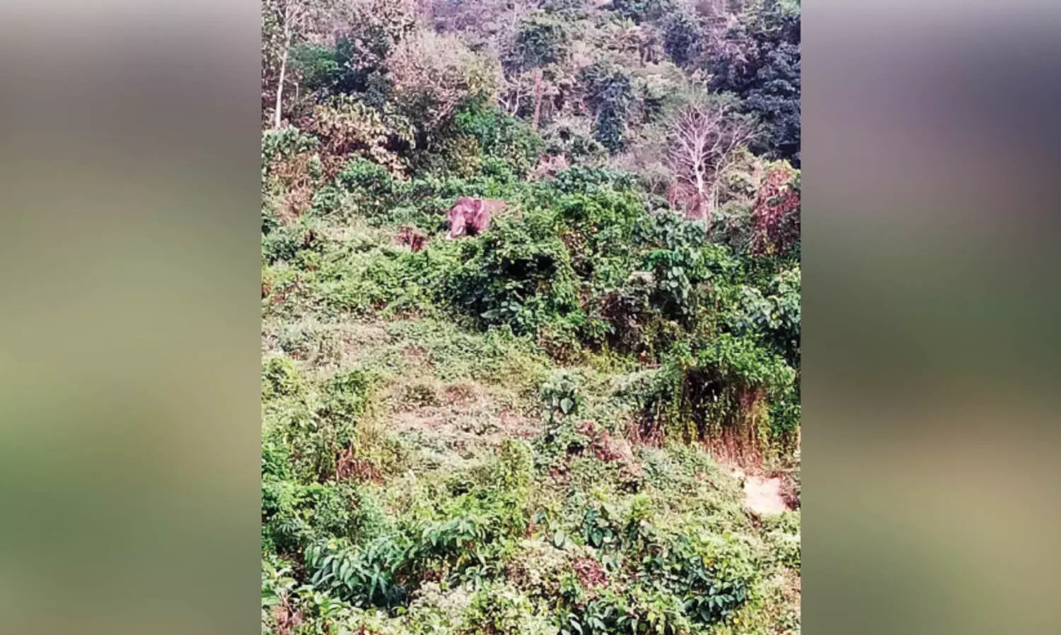 കാ​ട്ടാ​ന