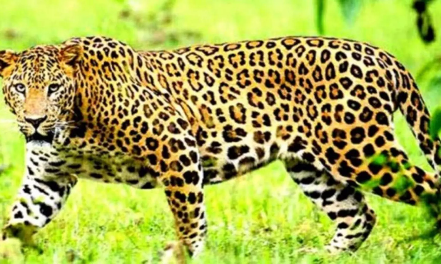 പുലിപ്പേടിയിൽ അട്ടപ്പാടി, പശുക്കളെ കടിച്ചുകൊന്നു