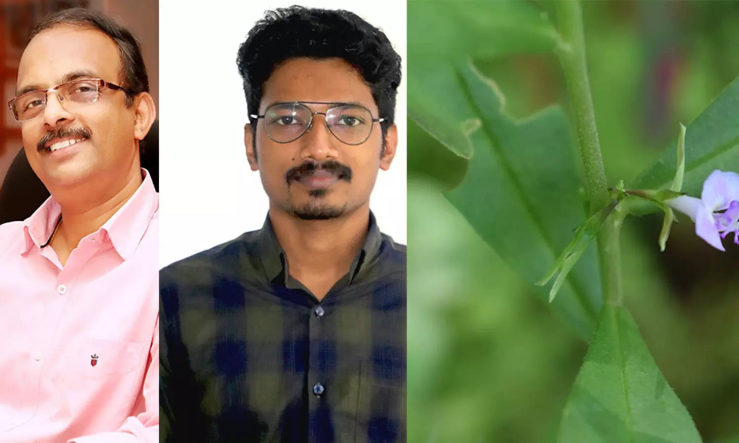 ഇടുക്കിയുടെ പേരില്‍ സസ്യവുമായി കാലിക്കറ്റിലെ ഗവേഷകര്‍