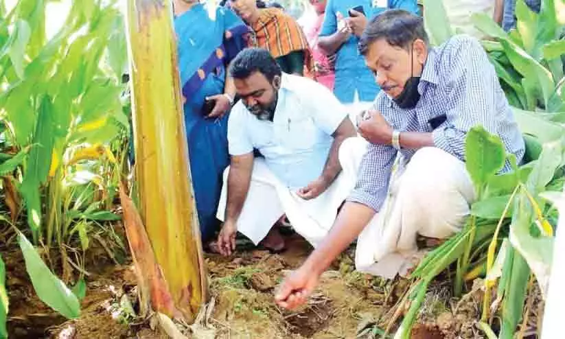 കാർഷിക വിളകളുടെ ജലദൗർലഭ്യത്തിന് പരിഹാരമായി ഹൈഡ്രോജൽ കാപ്സ്യൂൾ കൃഷിരീതി കാർഷിക വിളകളുടെ ജലദൗർലഭ്യത്തിന് പരിഹാരമായി ഹൈഡ്രോജൽ കാപ്സ്യൂൾ കൃഷിരീതി